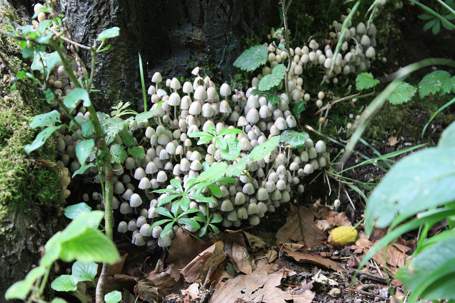 Magic_Mushrooms__They_can't_have_grown_like_that_without_supernatural_help..._(8872092444).jpg